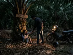Bejat! Pacari Anak di Bawah Umur, Pria di Sekadau Tega Perkosa Korban di Kebun Sawit